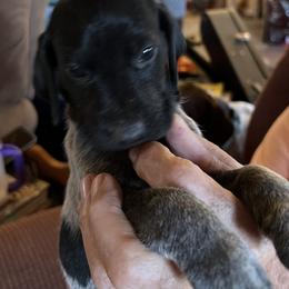 German Shorthaired Pointer Puppies from Wagoner GSP's