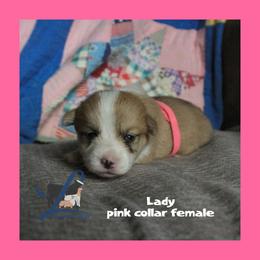 Pink Female - Red female Pembroke Welsh Corgi puppy in Wayne City, Illinois from Lash Livestock & Corgis
