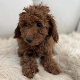 Kisses - Red male Cavapoo puppy in Bozrah, Connecticut from Cedar Creek Farm