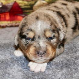 Blue Merle-1 - Blue merle male Miniature Australian Shepherd puppy in Ronan, Montana from Dirt Road Aussie’s of Montana
