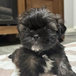 Arthur - Black gold and white male Shih Tzu puppy in Kc, Missouri from Snookums Shih Tzu