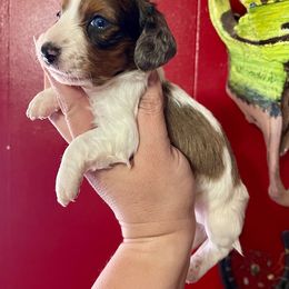 Boy 1 - Dapple Dachshund puppy in Deming, New Mexico from FoxieDoxies of New Mexico