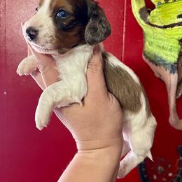 Boy 1 - Dapple Dachshund puppy in Deming, New Mexico from FoxieDoxies of New Mexico