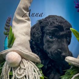 Anna - Silver female Poodle puppy in Greenville, North Carolina from Grace Poodles