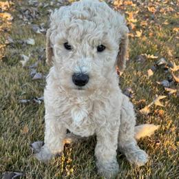 Goldendoodles and Labradoodles from Salem Doodles