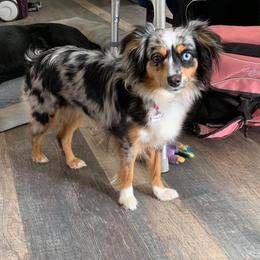 Toy Australian Shepherd Puppies from Kickapoo Creek Aussies