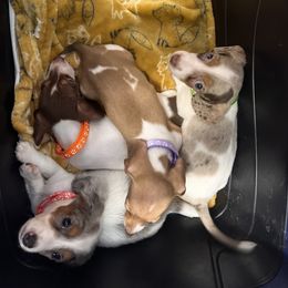Dachshund Puppies from Simms Ashuelot Kennel