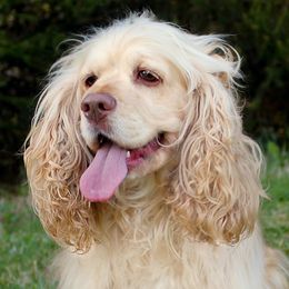 Lilly - Cocker Spaniel