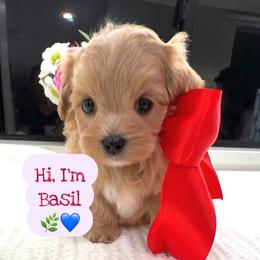Basil - Apricot male Maltipoo puppy in Spring, Texas from GlamPaw Maltipoos