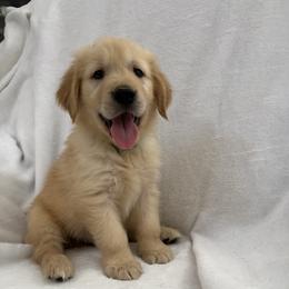 Blue - Golden male Golden Retriever puppy in Rancho Cucamonga, California from Sultan’s Goldens