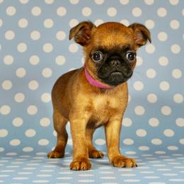Pink collar girl - Red female Brussels Griffon puppy in Florida from Robin’s Griffons