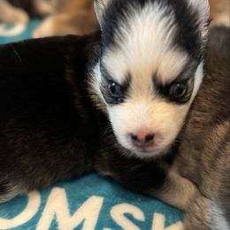 Groot - Black and white male Pomsky puppy in Gunter, Texas from The Painted Pomsky