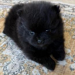 Jet - Black male Pomeranian puppy in Raymondville, Missouri from Pampered Pomskies