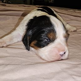 Cavalier King Charles Spaniel Puppies from Critter's Cottage Cavaliers