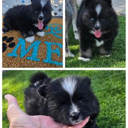 Pomeranian and Pomsky Puppies from Amazing High Desert Pomskys