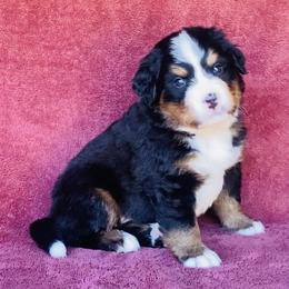 Blue Collar Boy - Black rust and white male Bernese Mountain Dog puppy in Bristol, Tennessee from Holston Hollow Farm