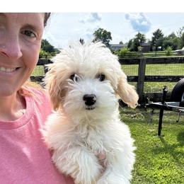 Nelly - Parti female Goldendoodle puppy in Lancaster, Kentucky from Dream Paws Puppies, LLC