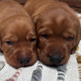 Female 1 - Yellow female Labrador Retriever puppy in Wardensville, West Virginia from Sager’s Labrador Puppies