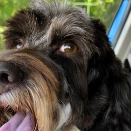 Hazel - Australian Labradoodle