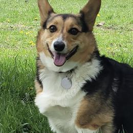Pembroke Welsh Corgis from Rose's Corgis
