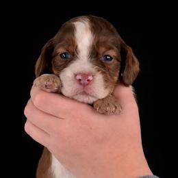 Biscotti - Liver and white male English Springer Spaniel puppy in Lake City, Florida from Thunderbird Springers