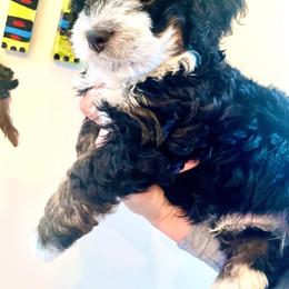 Bernedoodle Puppies from Birdie Bernedoodles