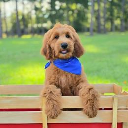 Bailey's Blue Boy - Red  male Goldendoodle puppy in Kountze, Texas from Texas Doodles LLC