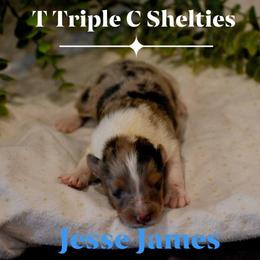 Jesse James - Sable merle and white male Shetland Sheepdog puppy in Gladbrook, Iowa from T Triple C Shelties