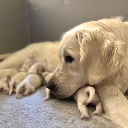 Yellow Collar - Light golden female Golden Retriever puppy in Greensboro, North Carolina from Lewis Goldens