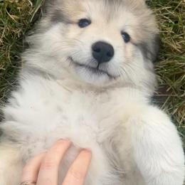 Great Pyrenees Puppies from Natalie Hnatkiv