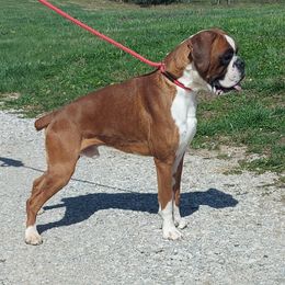 Khaos - Boxer