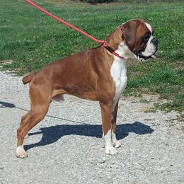 Khaos - Boxer