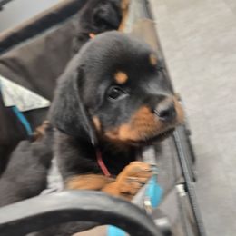 Red natural tailed male - Black and mahogany male Rottweiler puppy in Salem, Oregon from C&C Royal Rottweilers