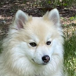 Bella - Pomsky