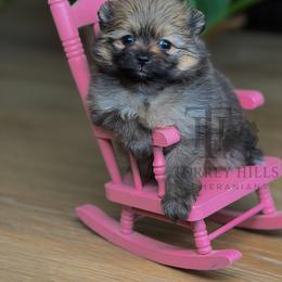Emily - Orange sable female Pomeranian puppy in Redlands, California from Torrey Hills Poms