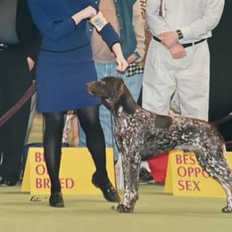 German Shorthaired Pointer All Grown Up from Farrook GSP's