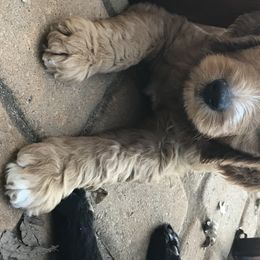 Goldendoodle Puppies from Flightline Doodles
