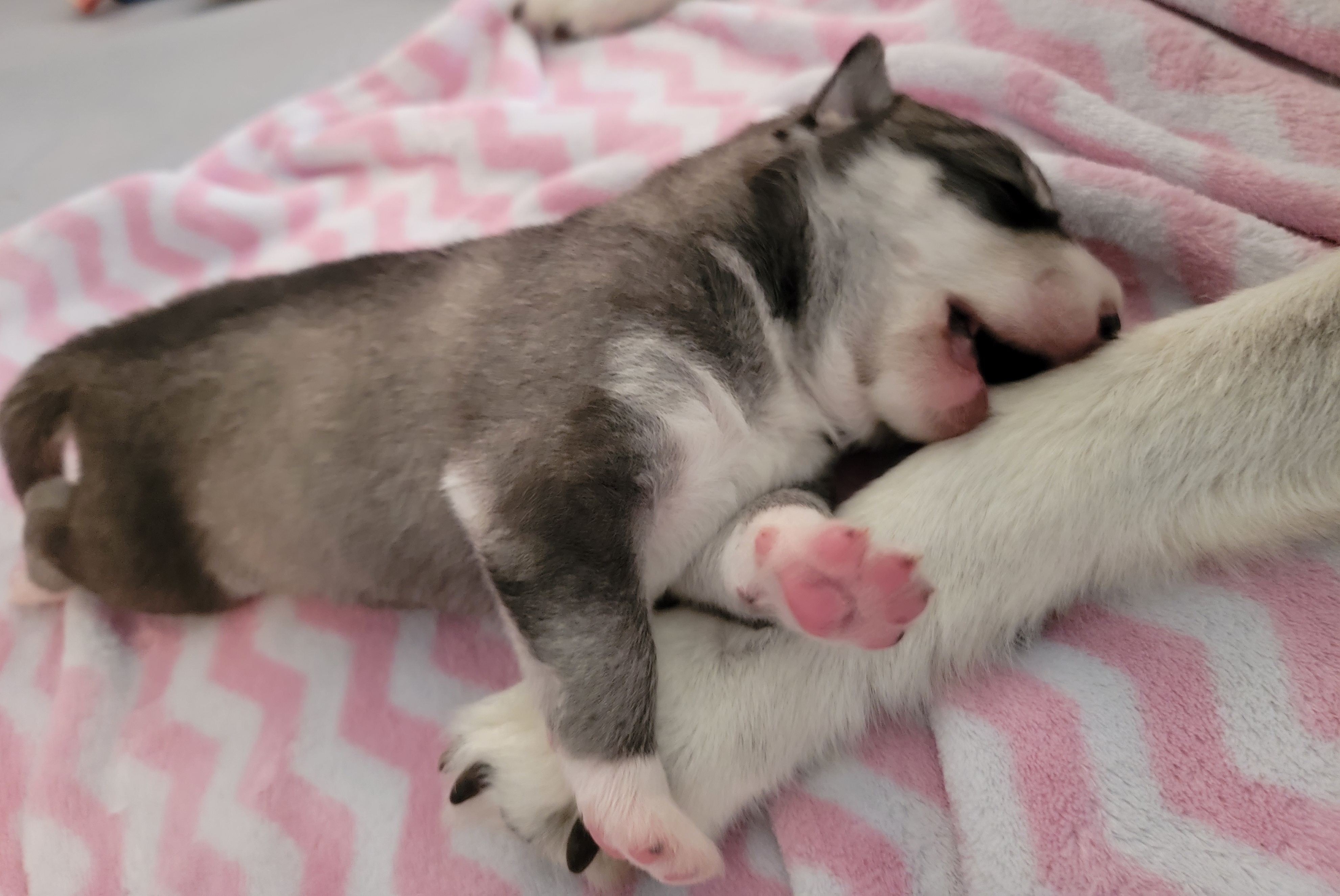 Siberian Husky Puppies from Current River Siberians