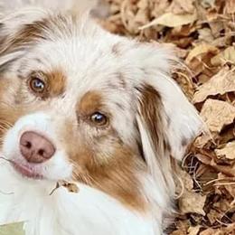 Australian Shepherds from Our Barn Aussies