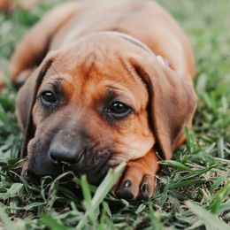 Rhodesian Ridgeback Puppies from Raven’s Ridgeback