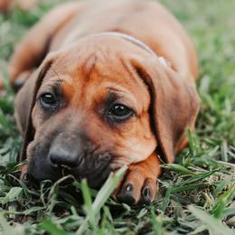 Rhodesian Ridgeback Puppies from Raven’s Ridgeback