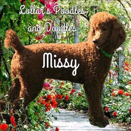 Missy - Poodle