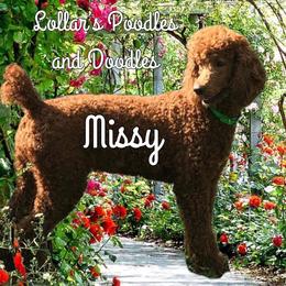Missy - Poodle
