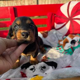 Black and tan LH male - Black and tan male Dachshund puppy in Manteca, California from Sweet and Low Dachshunds