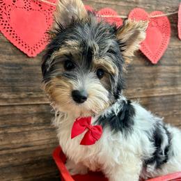 Duke - Black tan and white male Biewer Terrier puppy in Winslow, Arkansas from Morning Glory Puppies