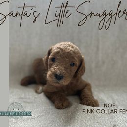 Noel - Apricot female Goldendoodle puppy in Inez, Texas from Heavenly H Doodles