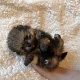 Chewy - Orange sable male Pomeranian puppy in Rockledge, Florida from Skye pomeranians