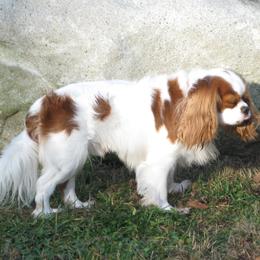 Cavalier King Charles Spaniels from Chestnut Valley Cavs