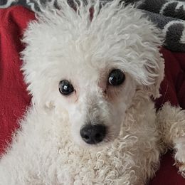 chanel - Poodle