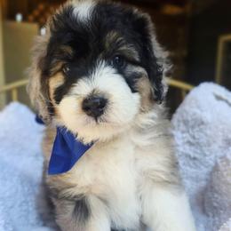 Dark blue - Blue merle male Aussiedoodle puppy in Georgetown, California from Foothill Aussies